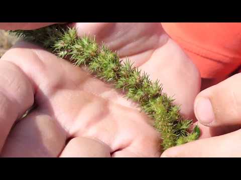 Video: Ist Pigweed essbar: Erfahren Sie mehr über die Verwendung von Pigweed-Pflanzen im Garten