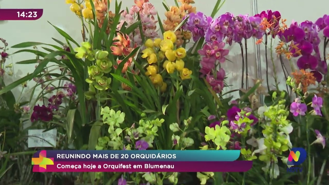 Reunindo mais de 20 orquidários, Orquifest começa hoje em Blumenau