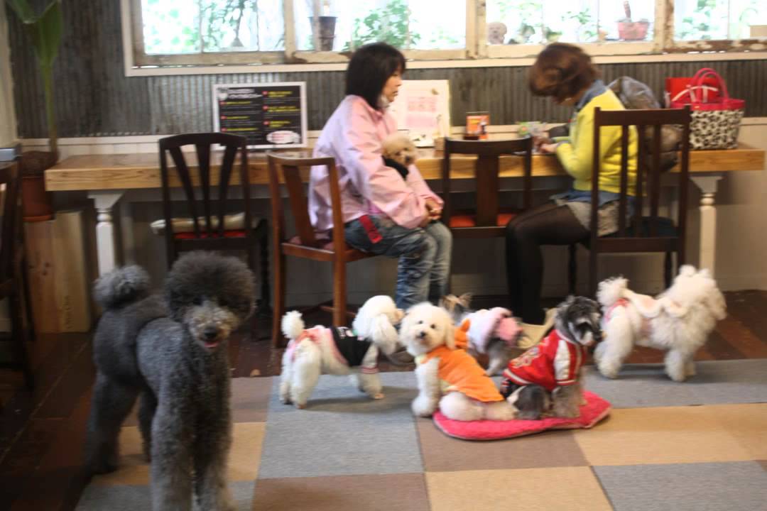 福岡rkbラジオ 安藤豊のどんどこサタデー北九州1197ch 犬カフェが社会問題のペットロスや犬猫殺処分を解決 Youtube