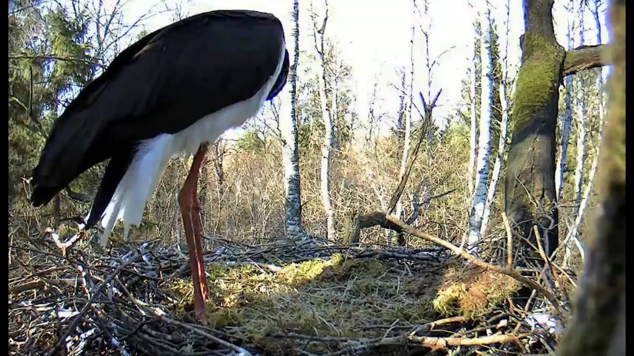 Alitaguse Black Storks Mating Ritual 2 2014 04 17 9 14 44
