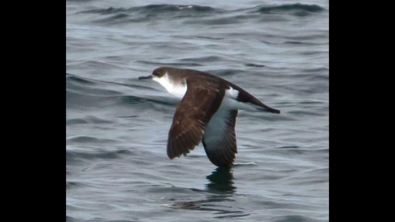 Manx Shearwater Bird Call