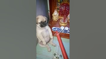 Lu bị  phạt  về  tội  phá  bàn thờ