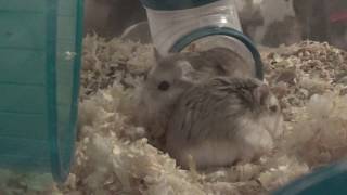 Baby Hamsters 2 Days Old Le Transport