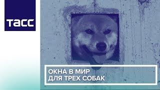 Окна в мир для трех собак Окна в мир для трех собак