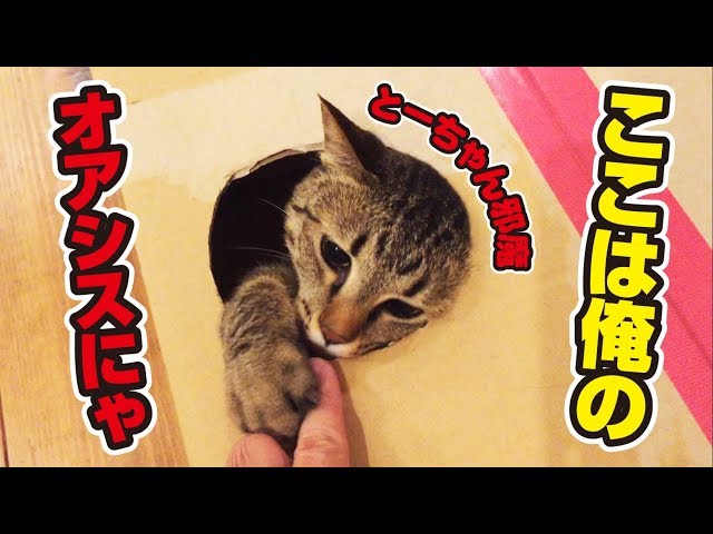 大きなダンボールを猫に納品しました！〜A cat that loves corrugated cardboard！〜