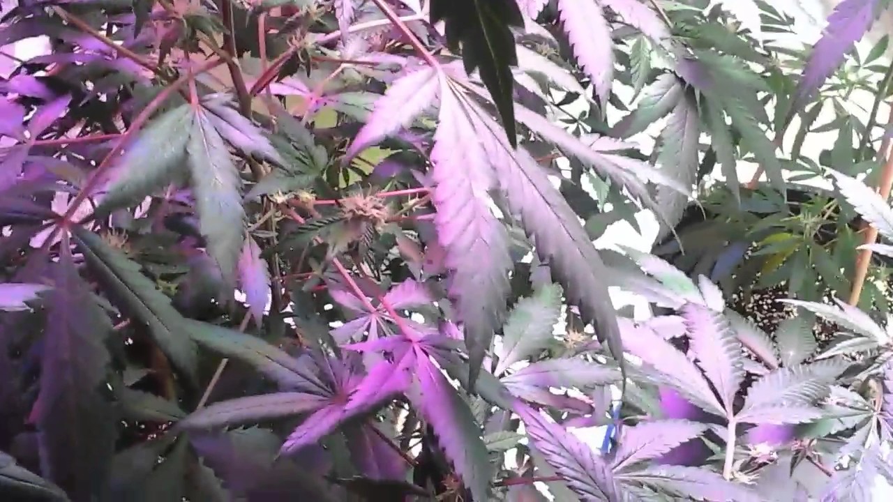 Cannabis powdery mildew hydrogen peroxide treatment YouTube