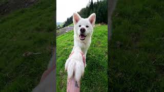 BEST High Five Ever #akita #dog #akitainu #puppy #shorts  #puppyvideos