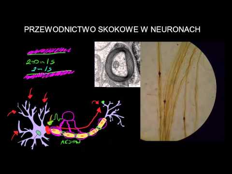 Wideo: Narasta Uszkodzenie DNA, A Odpowiedzi Są Zaangażowane W Ludzki Mózg ALS I Rdzeniowe Neurony Ruchowe, A Naprawa DNA Jest Aktywowana W Neuronach Ruchowych Pochodzących Z IPSC Z Mutac