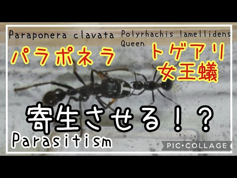 アリ飼育】#148 パラポネラに新女王トゲアリを寄生させる。Infest