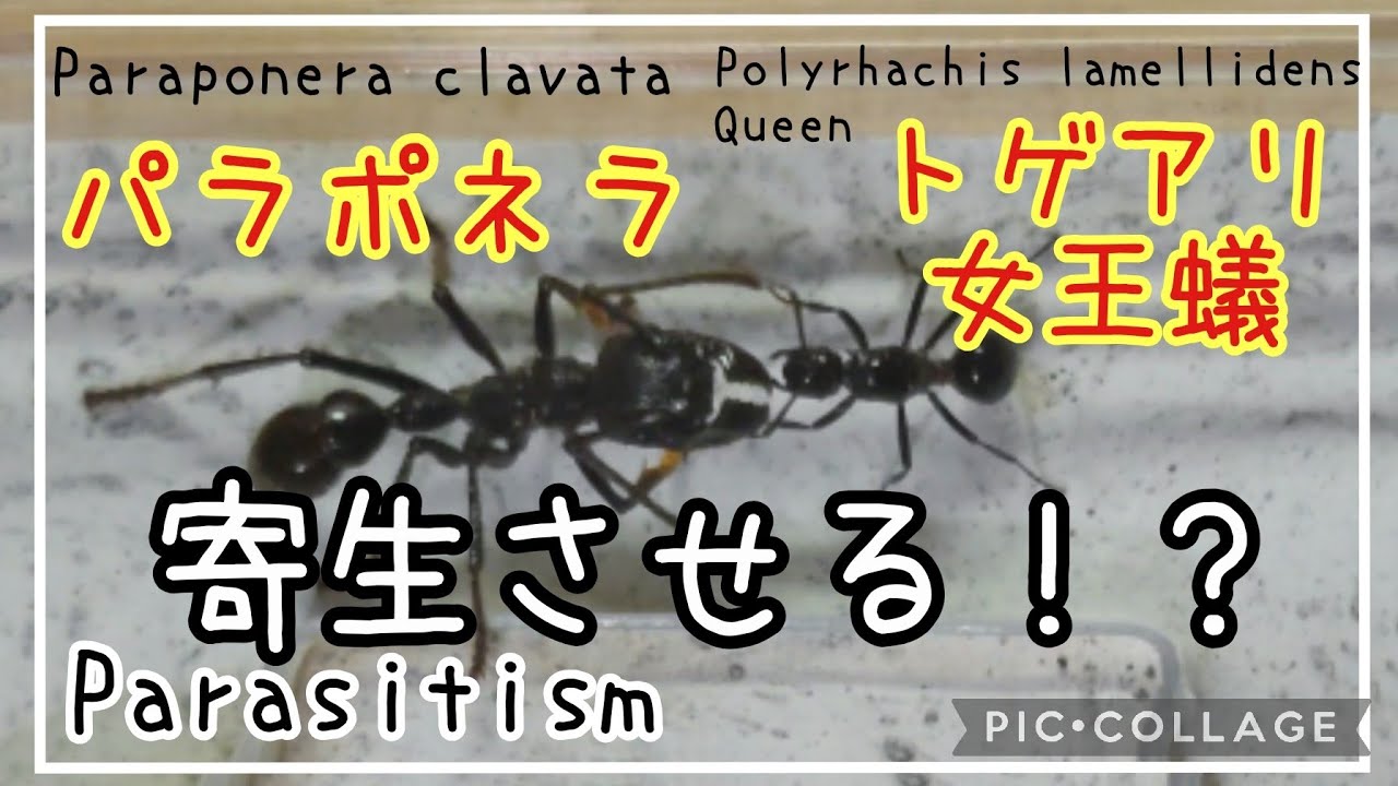アリ飼育】#148 パラポネラに新女王トゲアリを寄生させる。Infest
