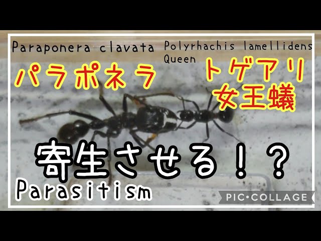 アリ飼育】#148 パラポネラに新女王トゲアリを寄生させる。Infest