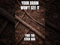 Your Brain Won’t See This Stick Bug | 95% FAIL