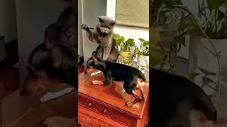 Funny Cats