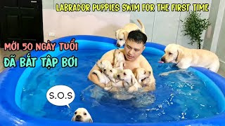 Tan chảy trước sự đáng yêu của lũ cún con lần đầu tập bơi  Puppies Swim For The First Time