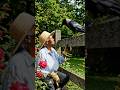 The Silent Language of Crows Watching Humans #nature #shorts