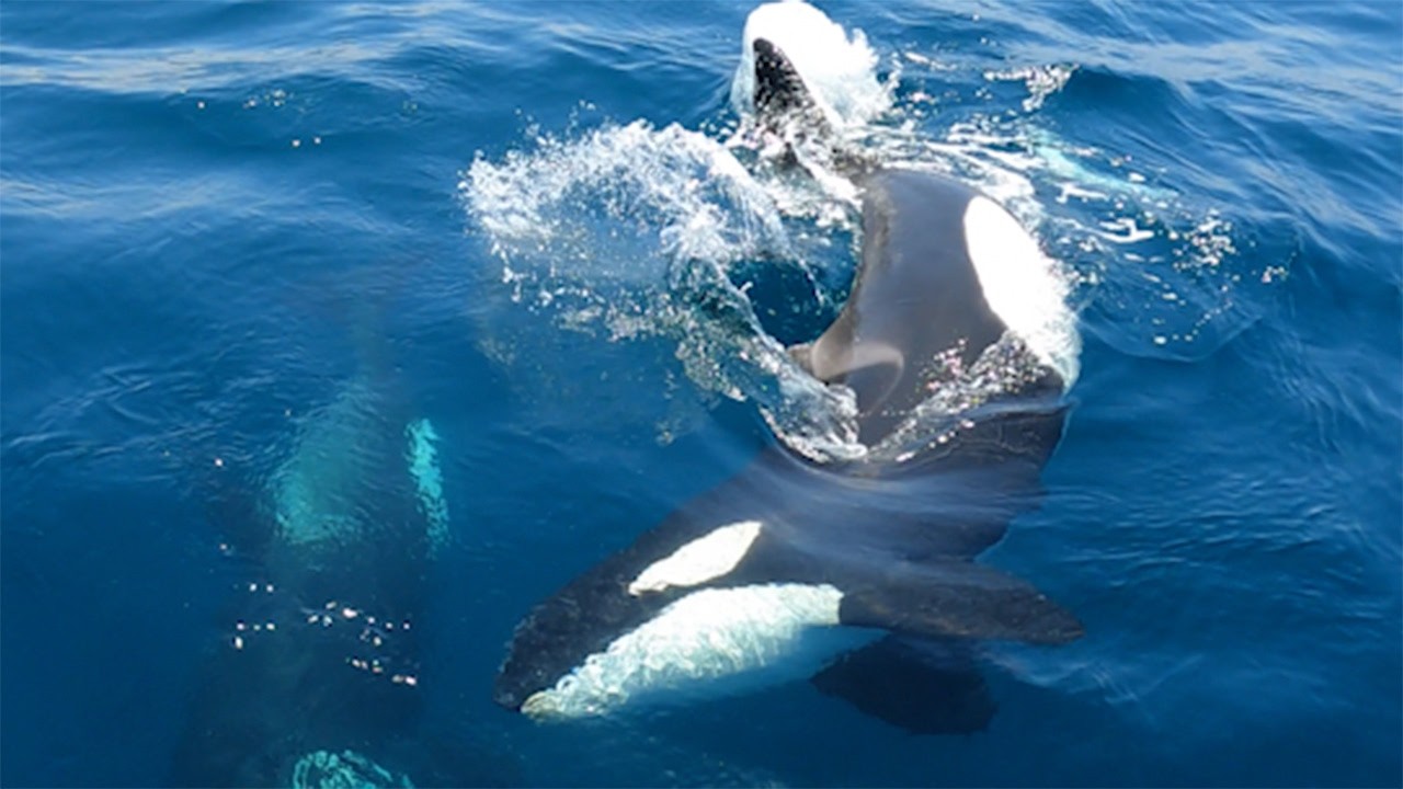 Von Greifswald nach Lefkada. Die Probleme lassen nicht lange auf sich warten.