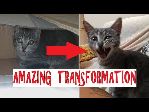rescued-kitten---amazing-transformation