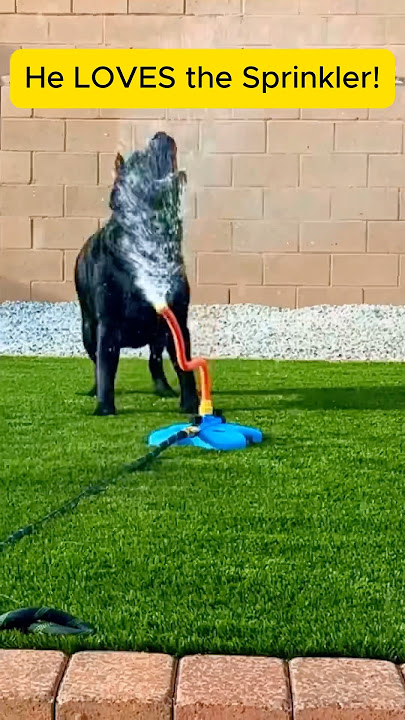 Black Lab LOVES Playing in the Sprinkler