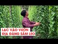 ""SÂM ""dây leo vừa làm nước uống vừa làm thức ăn mê mẩn lòng người...!