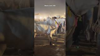Enjoy Ful 🥵 #shorts #bullmarket #bulllovers #viralvideo