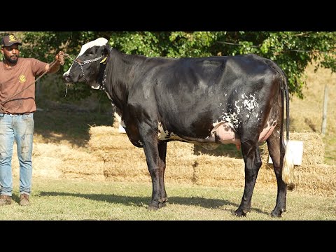 LOTE 23 • LEILÃO TRÍPLICE COROA GIROLANDO CAFARNAUM • 6720CC