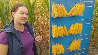 картинка: Кукурудза...густина .строки посіву.глибина...наглядно🙂