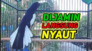 suara burung kacer gacor memanggil lawan ampuh buat pancingan
