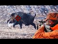 Karda muhteem yaban domuzu avi top wild boar hunting in winter hog hunts pig hunting wildboar