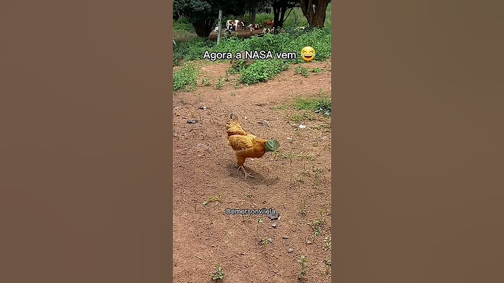 ARMADILHA PRA PEGAR GALINHA 😂 #gambiarra #roça #caipira #sitio  #comedia #viral