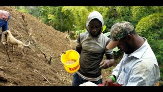 Carrot Farming Jamaica St.Thomas country life vlog (2)