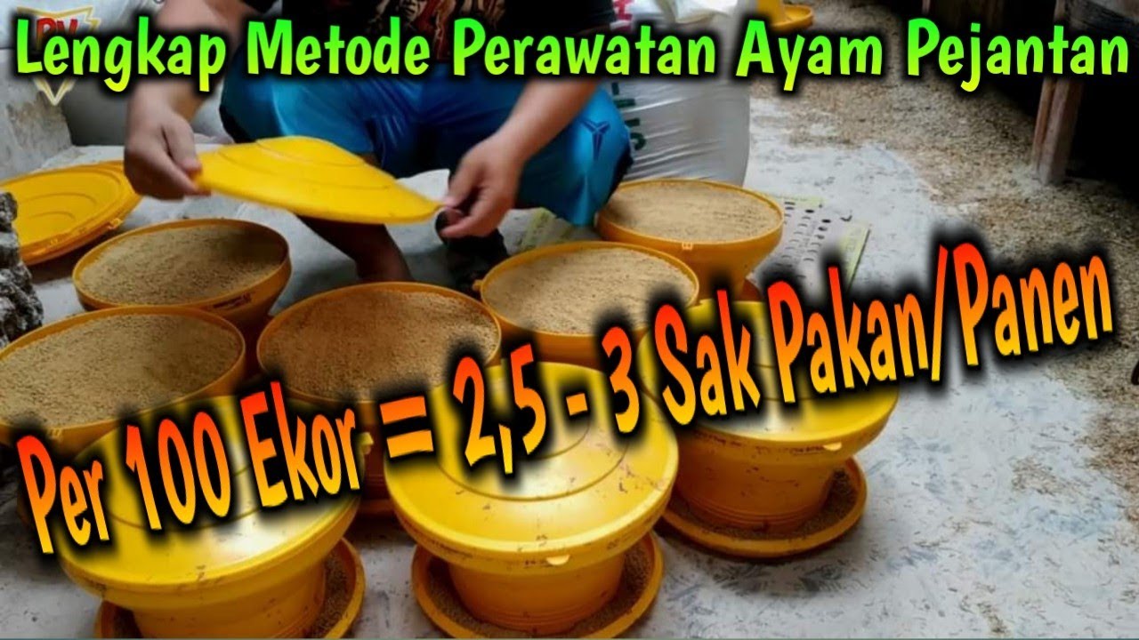 Lengkap Metode Perawatan Ayam Pejantan Per 100 Ekor Hanya Menghabiskan 2,5 - 3 Sak Pakan Smpai Panen