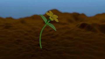 Blender 3D flower animation