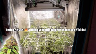 2x2 Cannabis Grow Tent  - Adding a TRELLIS NET 🌱 BLUE CHERRY KUSH | Ft. Mars Hydro