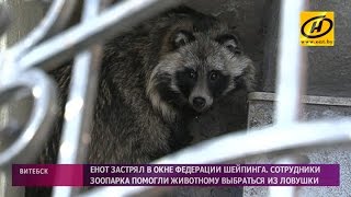 Енотовидную собаку обнаружили в центре Витебска Енотовидную собаку обнаружили в центре Витебска