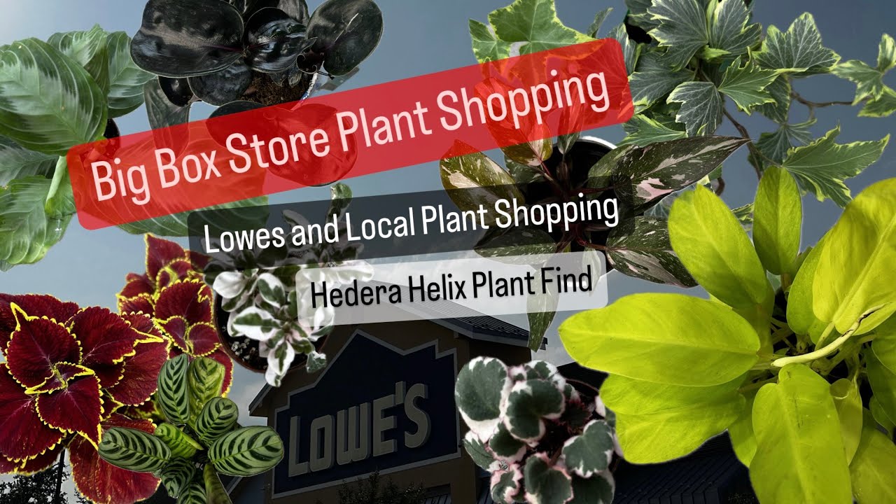 Big Box Store Plant Shopping Lowes Plants Local Plant Nursery Shopping  Houseplant Finds and Updates