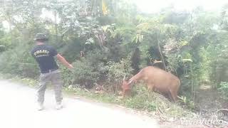Sapi ngamuk, saat di tangkap Satpol PP Bengkulu Selatan