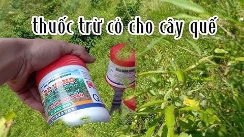 Thuốc trừ cỏ cho quế hiệu quả l TTN vlog