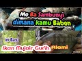 #Mancing_ikan_mujair. Ikannya lama kelamaan makin banyak  #mancing_mania   #mancing_nila