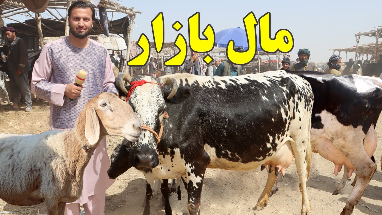 گزارش ندیم: آماده گی قربانی،مالبازار،قیمت گاو زراعتی،گوسفند،خرید بز سیستانی،اشتر،گوساله، Afghan  mic