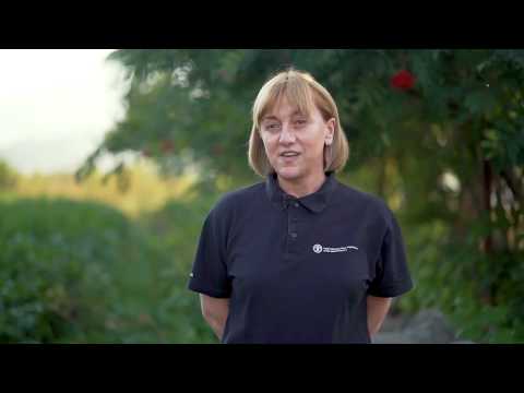 მიწის მომზადება კარტოფილის წარმოებისთვის