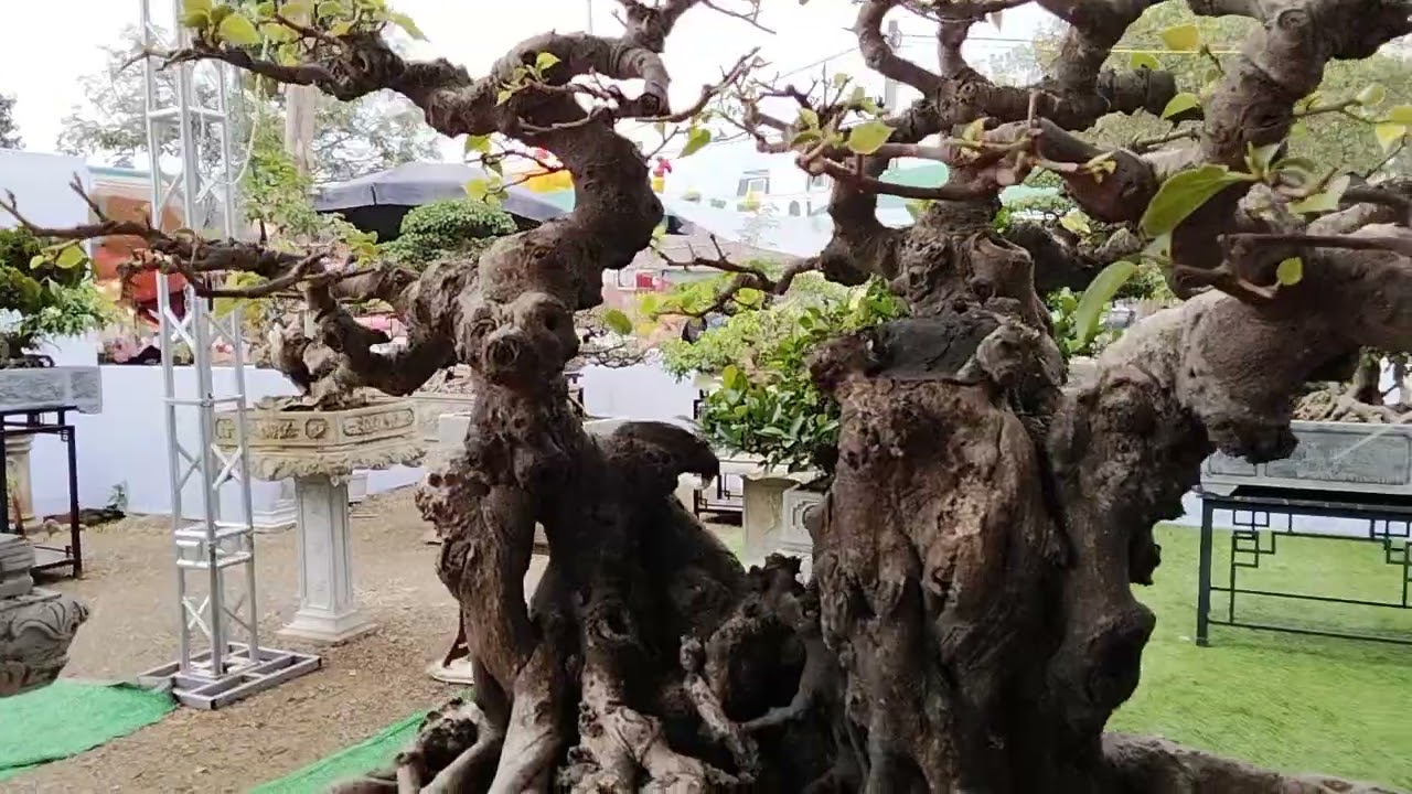 Triển lãm sinh vật cảnh tại đền hóa dạ trạch vương 