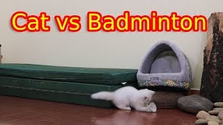 Cats vs Badminton