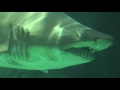 Shark swimming underwater with sharp teeth and gills