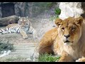 ЛЬВИНАЯ ОБИДА/Как обижаются и ревнуют большие кошки