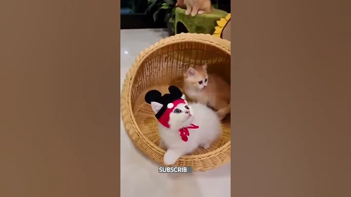 Video 4455861: funny beautiful pet, cat cute funny beautiful