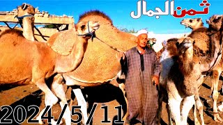 اليوم سوق الجمال هاشحال واصل ثمن الجمل من حد الدرى السبت 2024/5/11