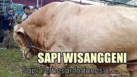 Sapi Wisanggeni Sapi Terbesar Indonesia Calon Sang Juara Baru Di Kontes Jember 2022