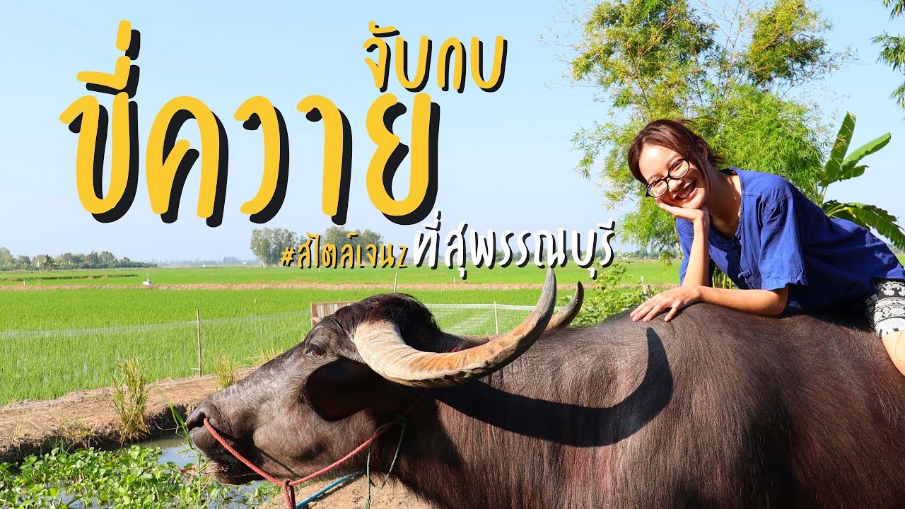 ขี่ควาย จับกบ ดำนา อะไรใหม่ๆมาก ที่ บ้านปายดิน สุพรรณบุรี | BmineSol Ep14