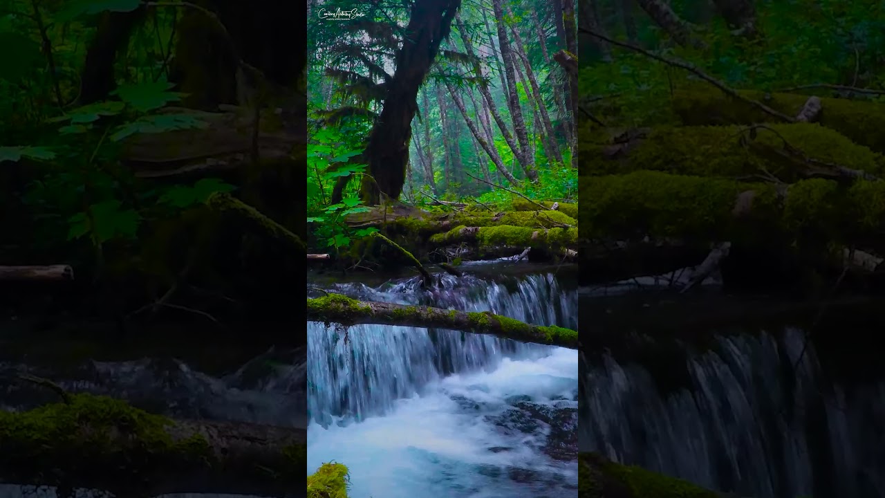 Obejrzyj Relaxation in deep forest @camboyartstry w YouTube Obejrzyj Relaxation in deep forest @camboyartstry w YouTube