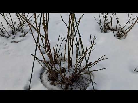 Почему я не укрываю розы в Подмосковье.